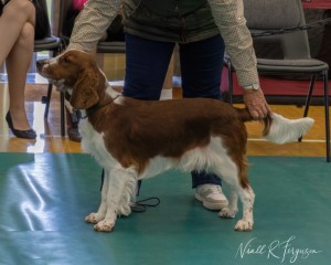 Puppy Bitch